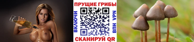 дарнет шоп  Чишмы  Псилоцибиновые грибы прущие грибы 